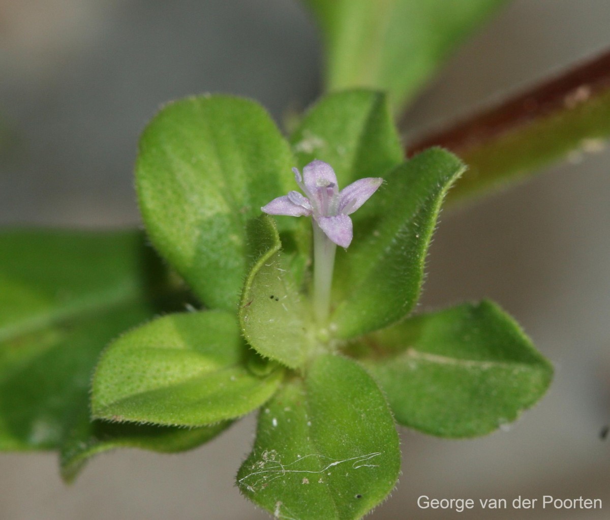 Spermacoce articularis L.f.